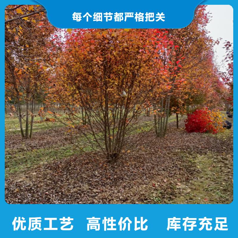 【法桐】黄金槐服务至上