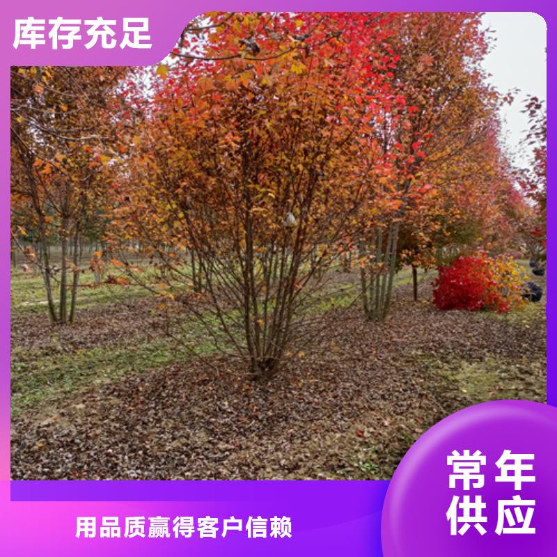 法桐北京栾一站式采购商家