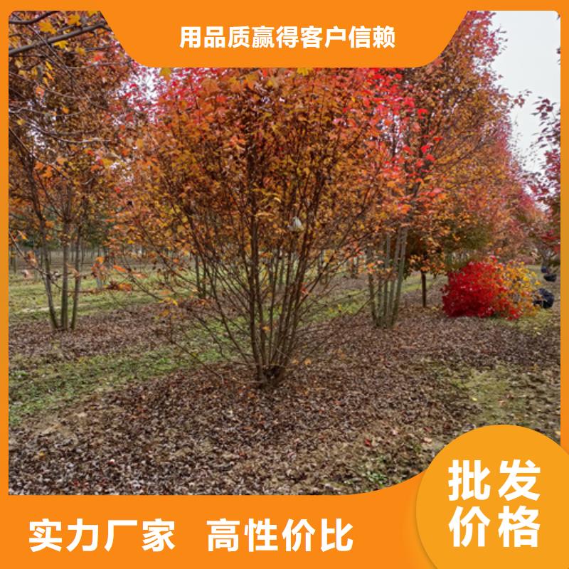 【法桐】,黄金槐打造行业品质