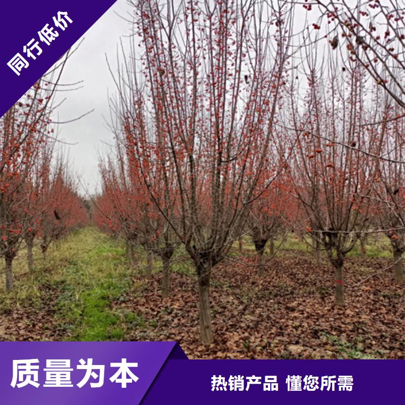 【法桐】黄金槐敢与同行比价格