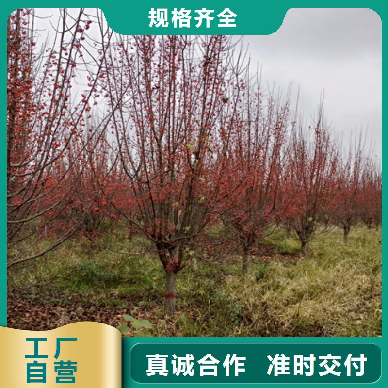 法桐黄金槐源头厂源头货