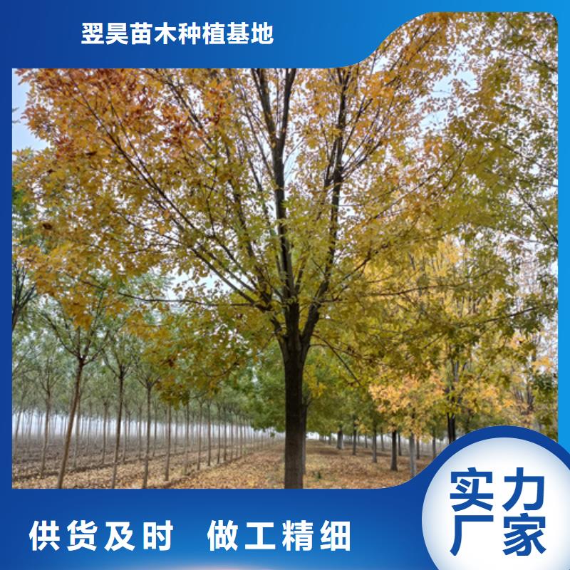 【法桐北京栾品质无所畏惧】