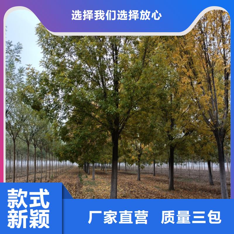 【法桐详细参数】