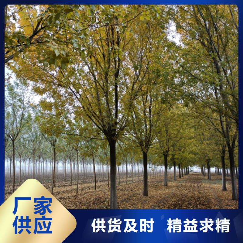 法桐黄金槐精选优质材料