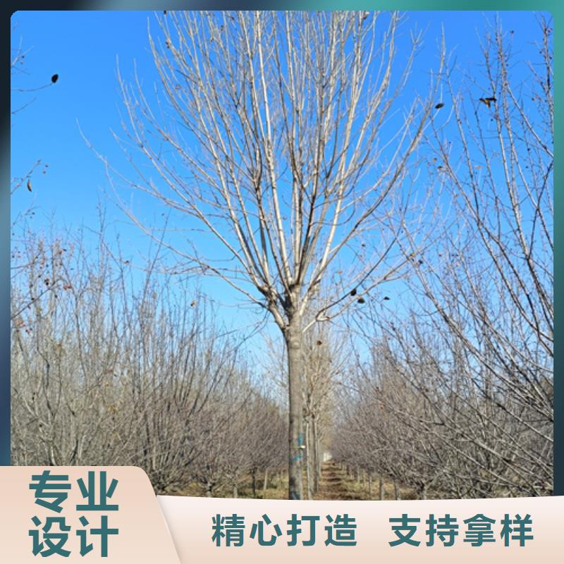 【法桐_樱花好产品有口碑】