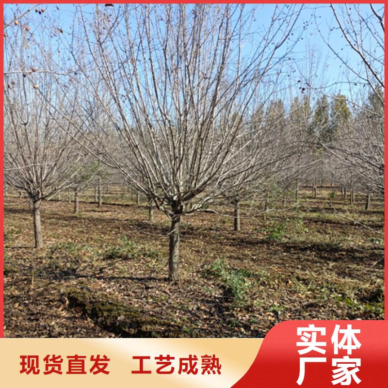 法桐黄金槐源头厂源头货