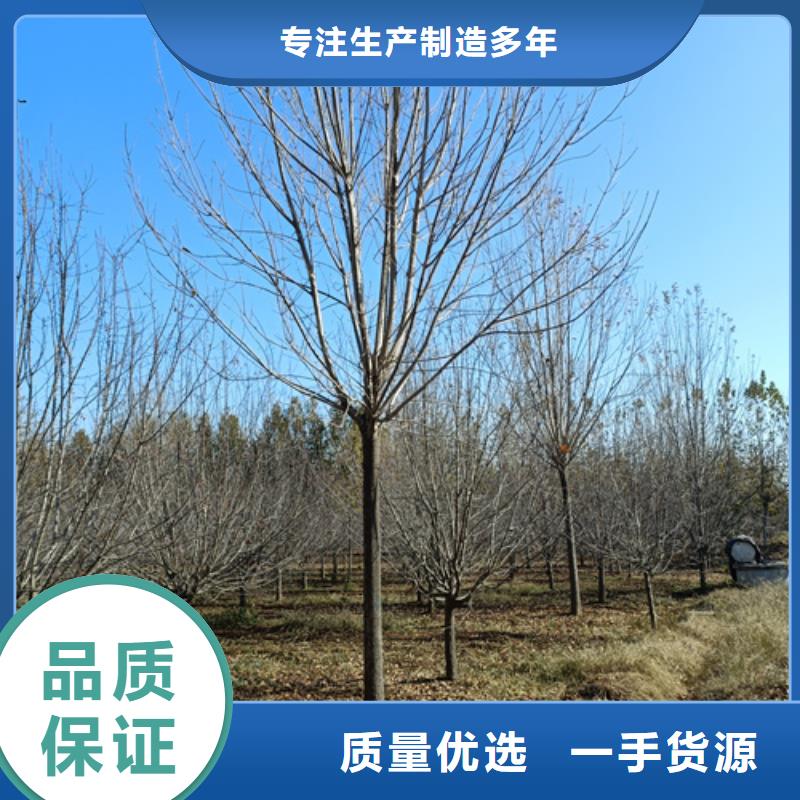 【法桐】秋紫白蜡多种场景适用