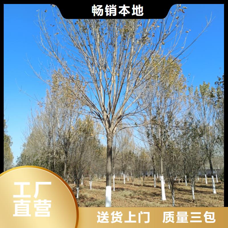 法桐厂家直销售后完善