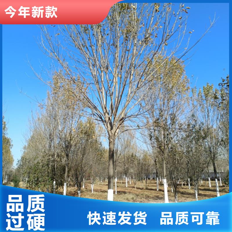 法桐美国红枫好产品好服务