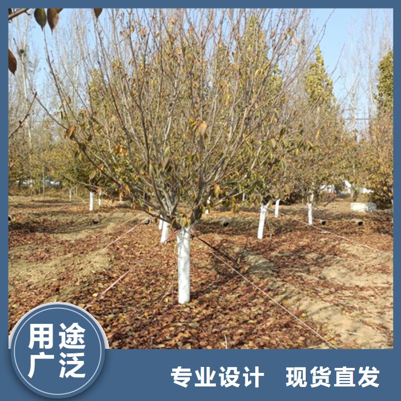 法桐大厂家实力看得见