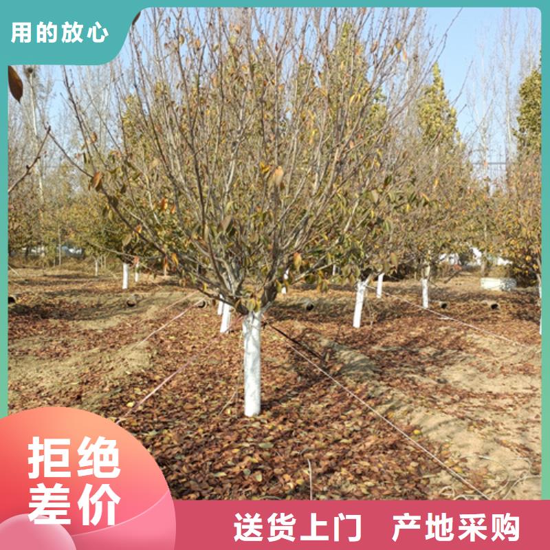 【法桐】黄金槐服务至上