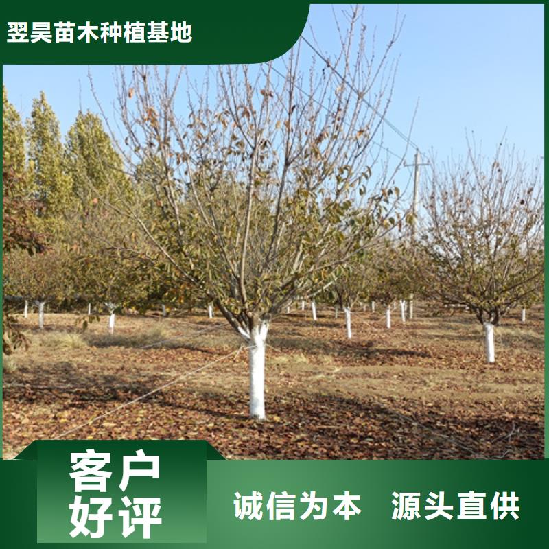 法桐美国红枫支持拿样