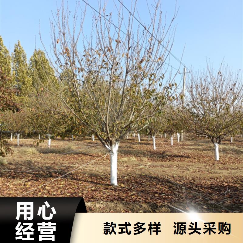 法桐黄金槐设计合理