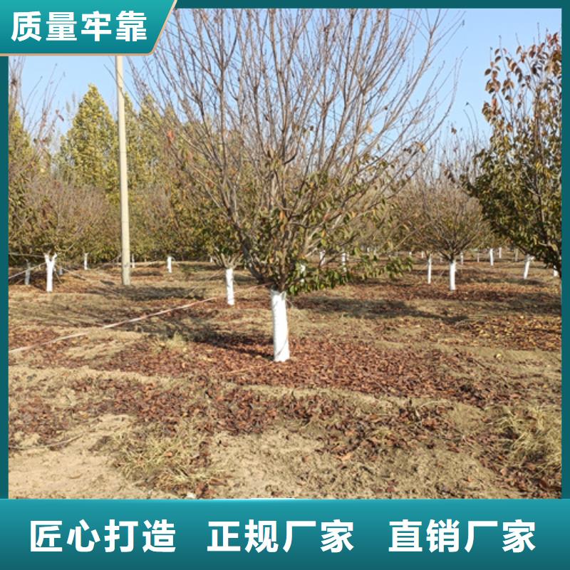 法桐北京栾一站式采购商家