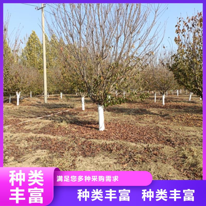 法桐,五角枫制造厂家