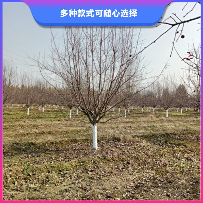 【法桐】白蜡符合标准