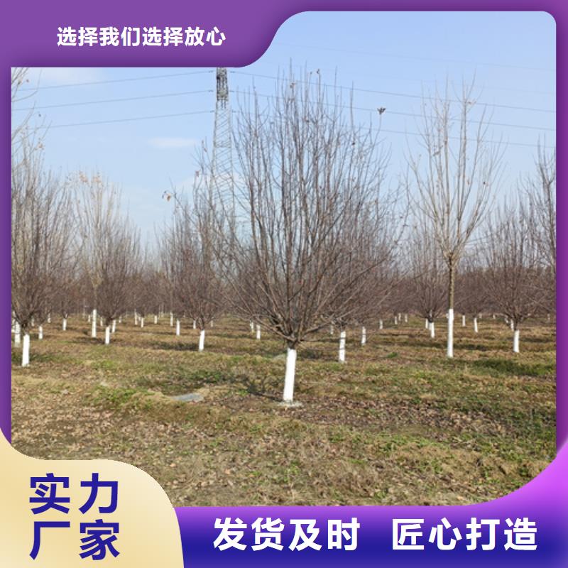 【法桐】金叶白蜡批发货源