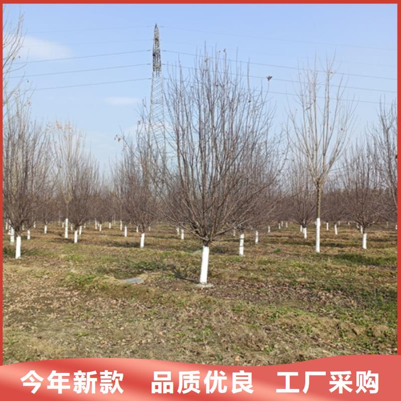 法桐-金叶槐卓越品质保障