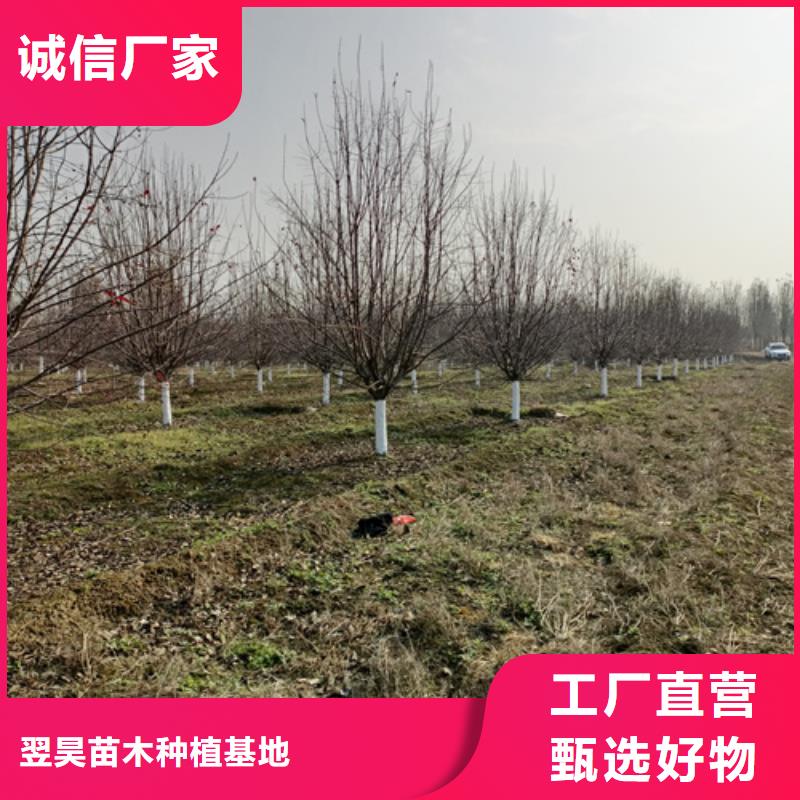 法桐金叶槐专业设计