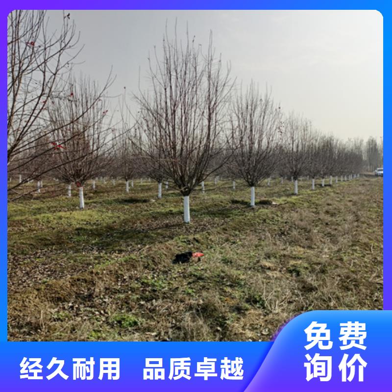 法桐金叶复叶槭匠心打造