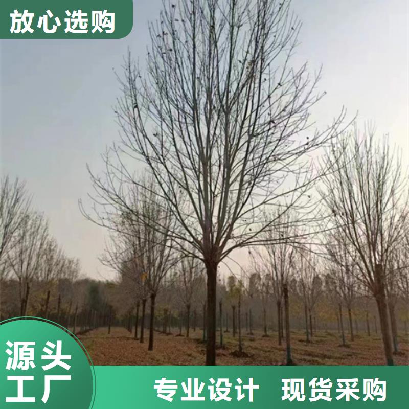 法桐樱花大量现货供应