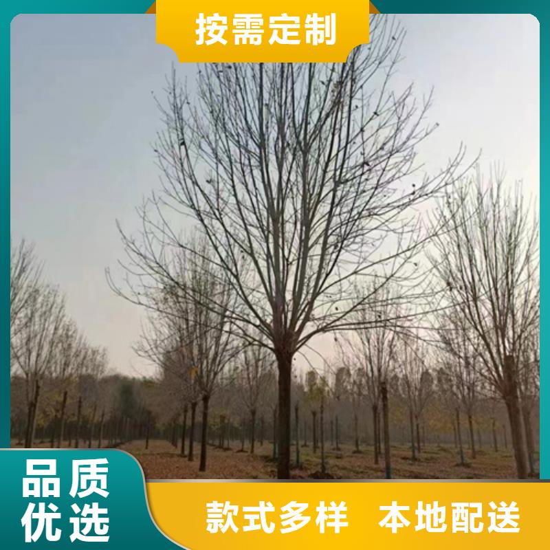 法桐国槐实体诚信经营