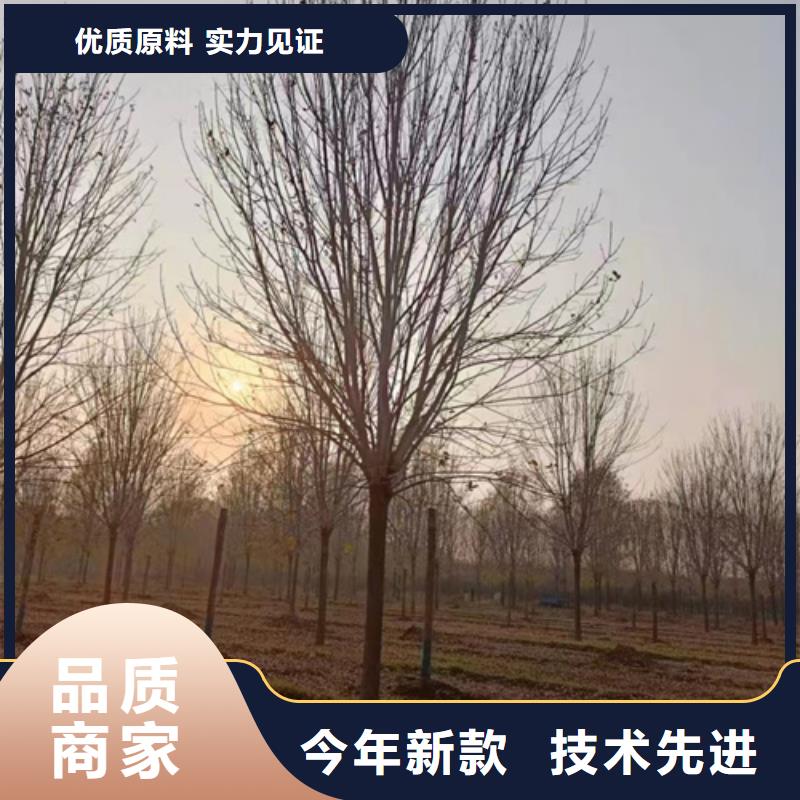 法桐截杆发帽采购
