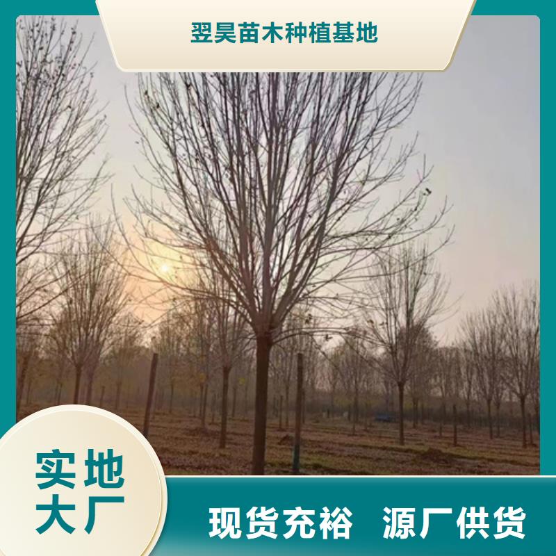 法桐品质无所畏惧