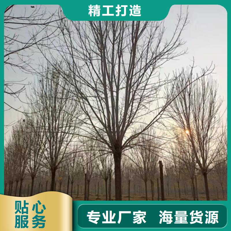 法桐国槐支持加工定制