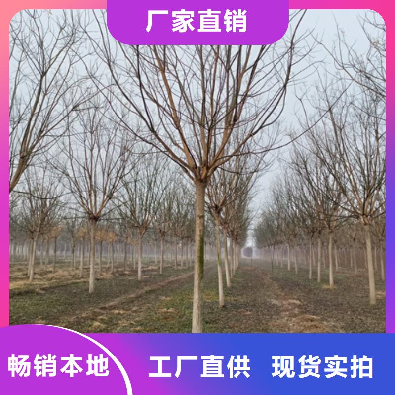 法桐,五角枫源头厂家供应