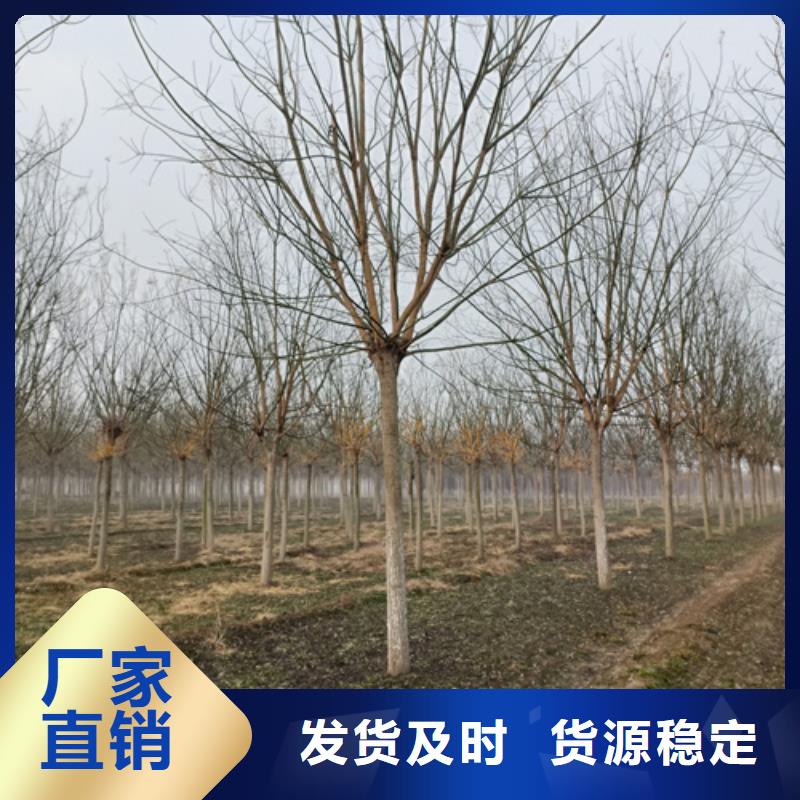 法桐-白蜡性能稳定