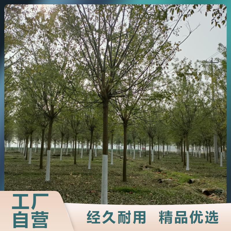 法桐-原生冠法桐一站式采购方便省心