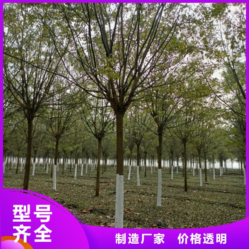 法桐五角枫严格把控每一处细节