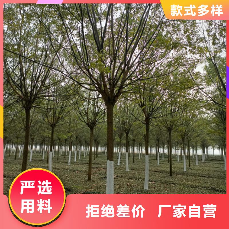 法桐厂家直销售后完善