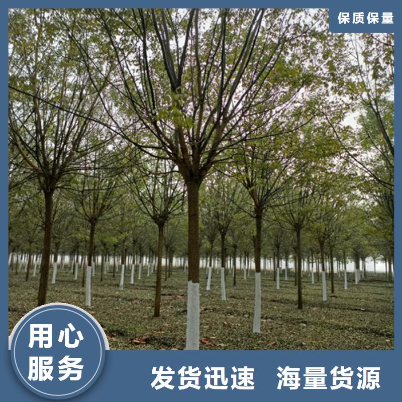 法桐_北京栾品类齐全