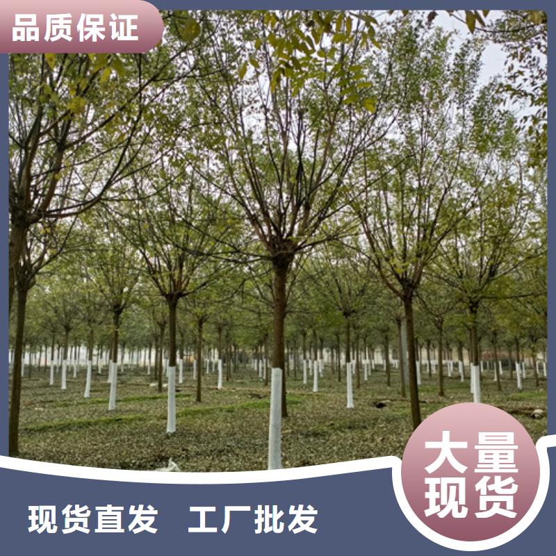 法桐截杆发帽厂家精选