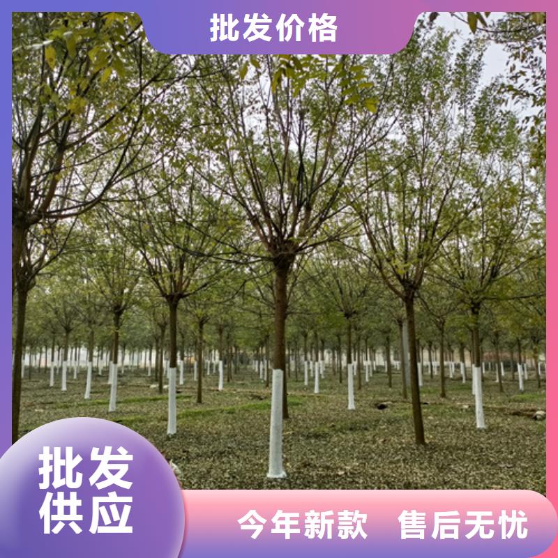 【法桐】黄金槐服务至上