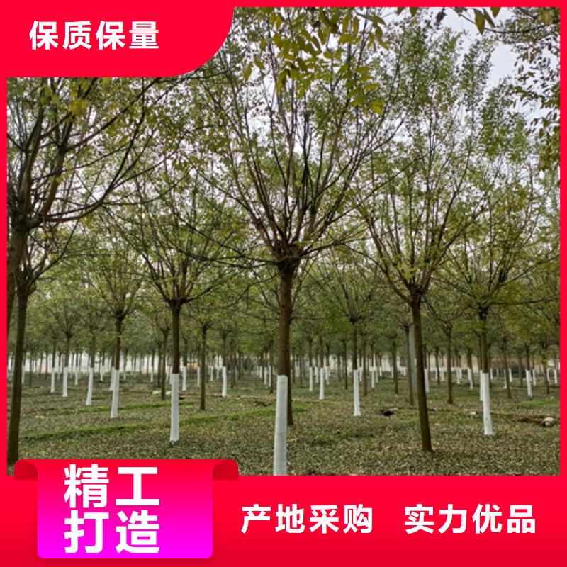 法桐-金叶槐卓越品质保障