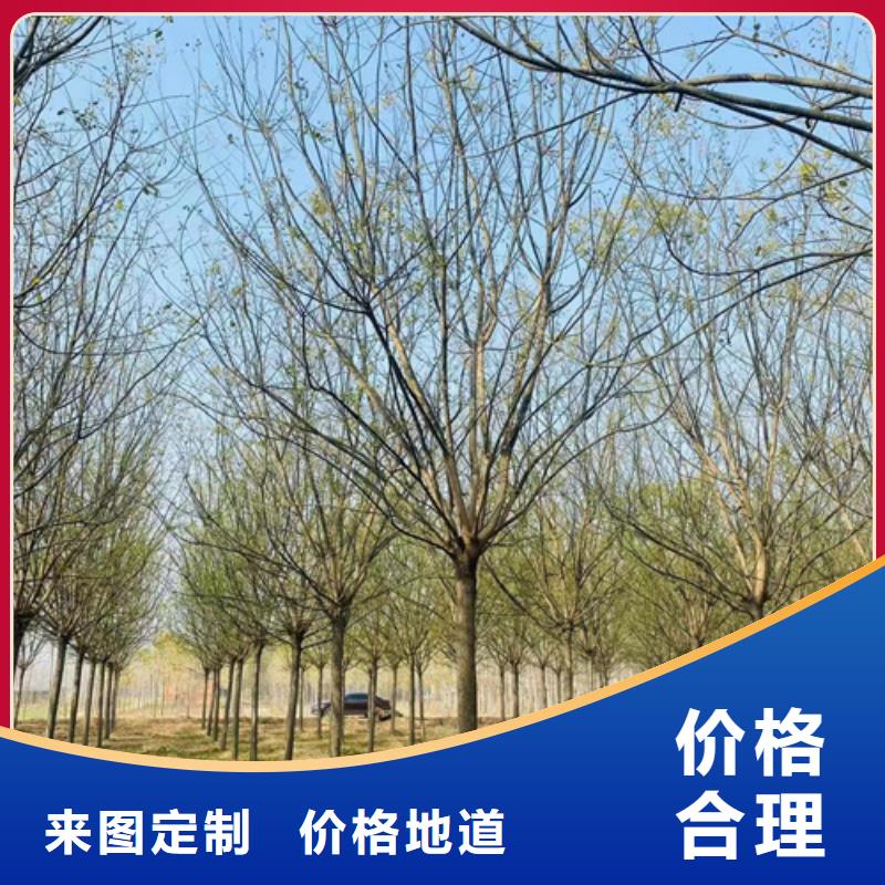 法桐型号齐全
