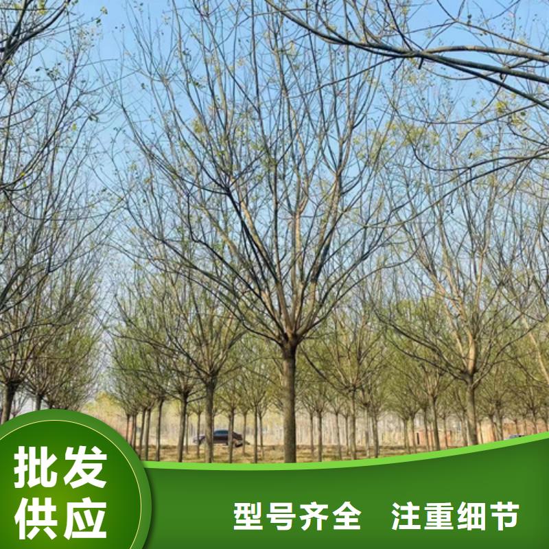 法桐_白蜡专注细节专注品质