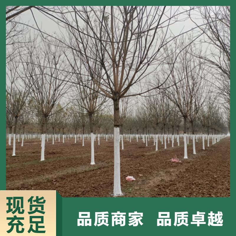 法桐金叶白蜡好产品放心购