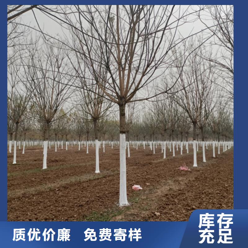 法桐白蜡产品优良