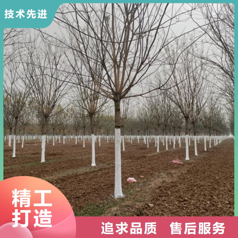 法桐北京栾供货及时