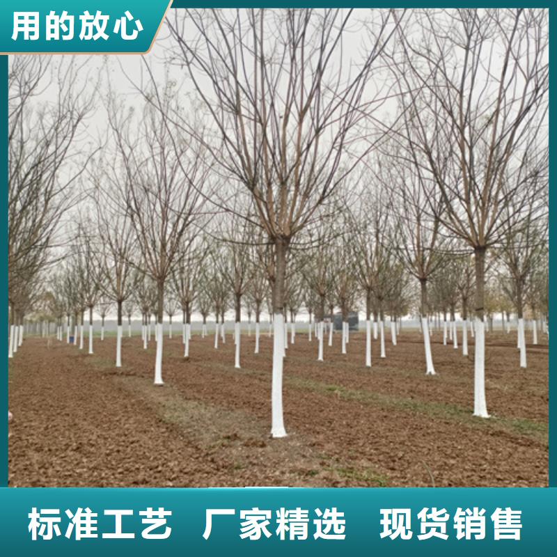 法桐美国红枫精选好货