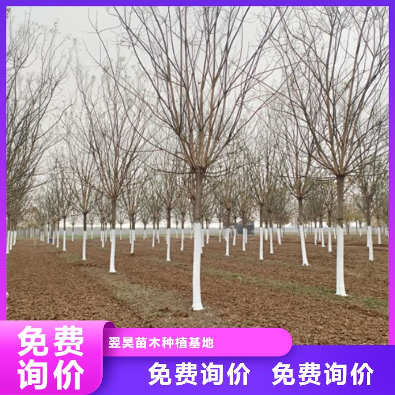 法桐,黄金槐好产品好服务