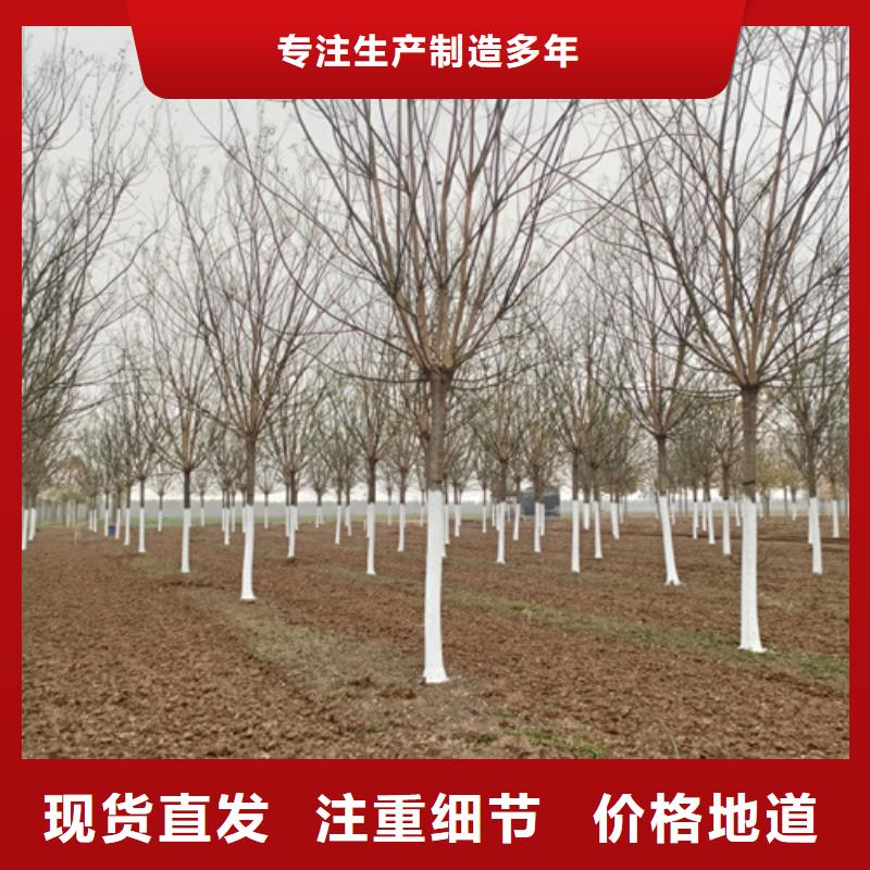 法桐大厂家实力看得见