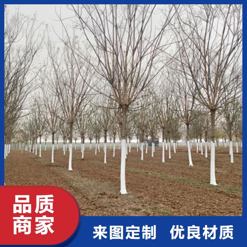 法桐,金叶白蜡诚信可靠