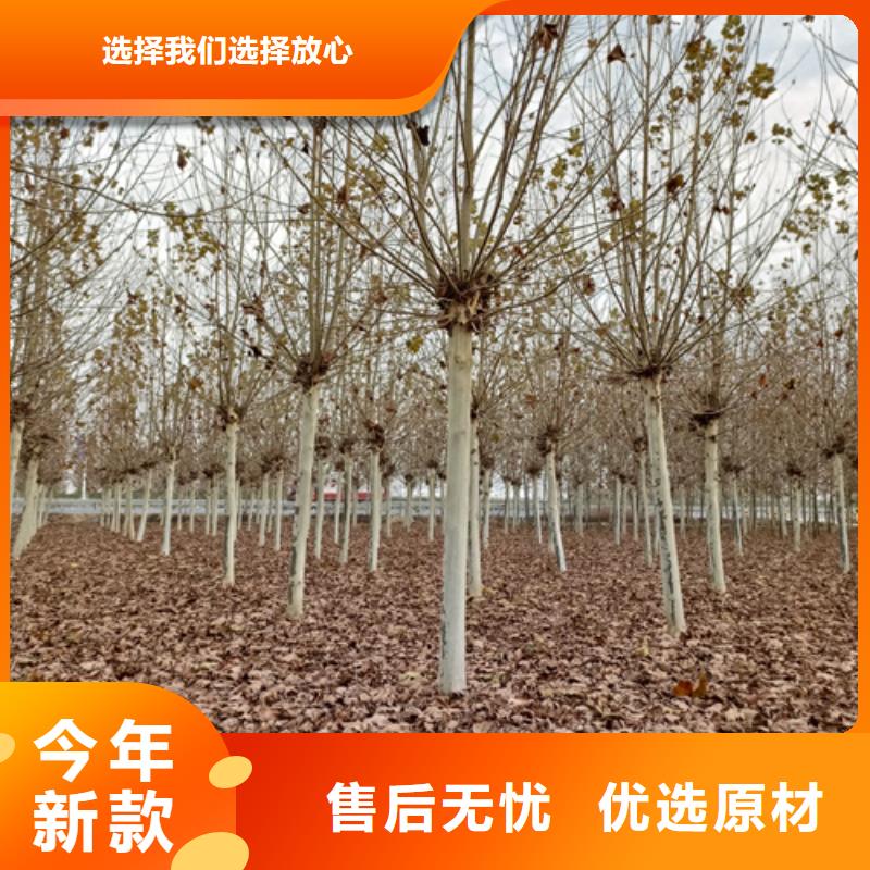 法桐-国槐交货准时
