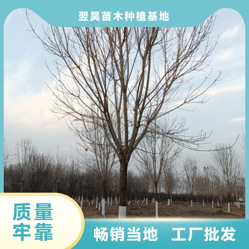 法桐_垂丝海棠让客户买的放心