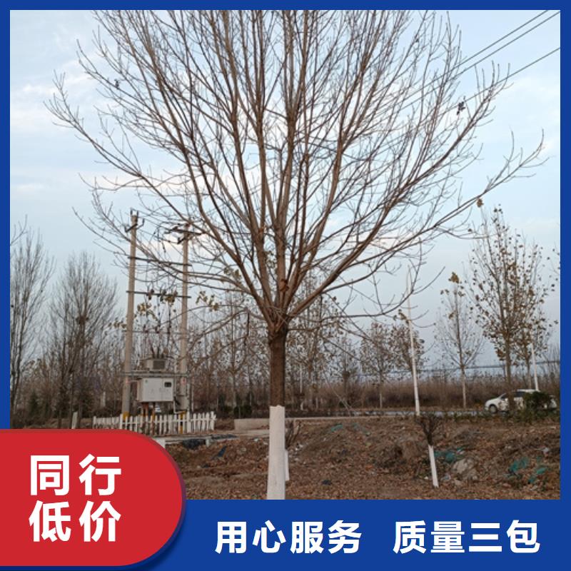 【法桐】金叶白蜡批发货源